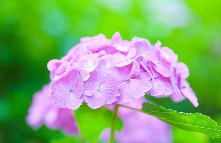 紫陽花(あじさい)先生