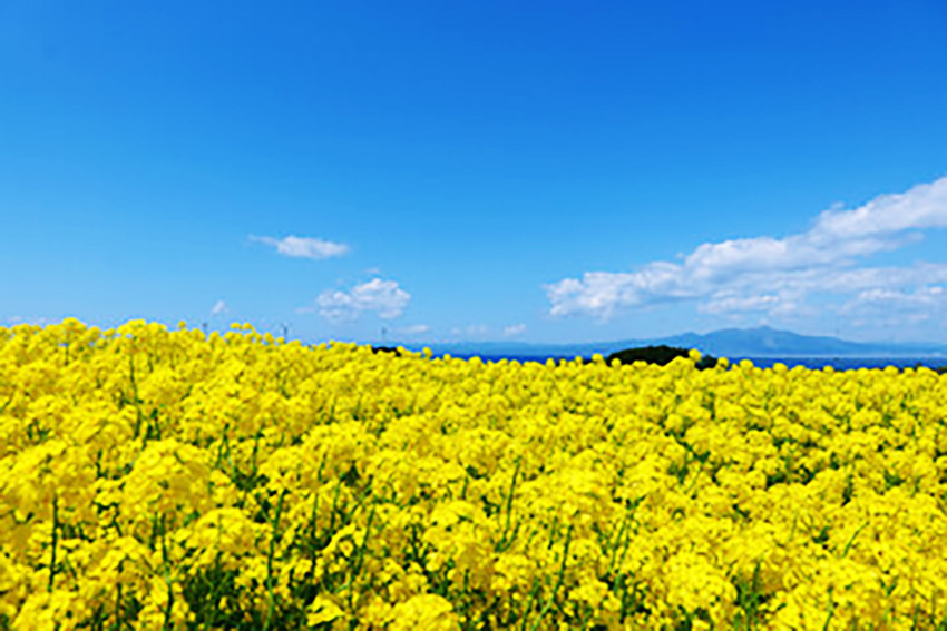 堺陸恵(さかいむつえ)先生