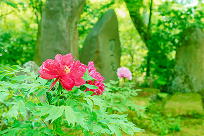 逢花先生